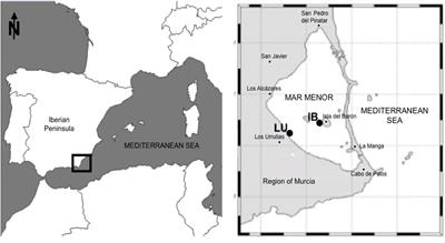 Living Inside a Jellyfish: The Symbiosis Case Study of Host-Specialized Dinoflagellates, “Zooxanthellae”, and the Scyphozoan Cotylorhiza tuberculata